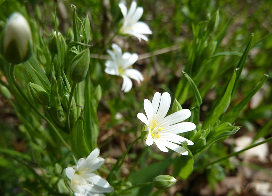 Große Sternmiere