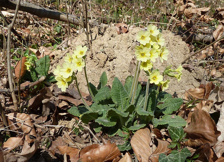 Waldschlüsselblume