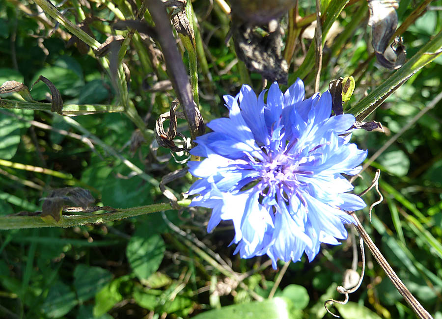 Kornblume