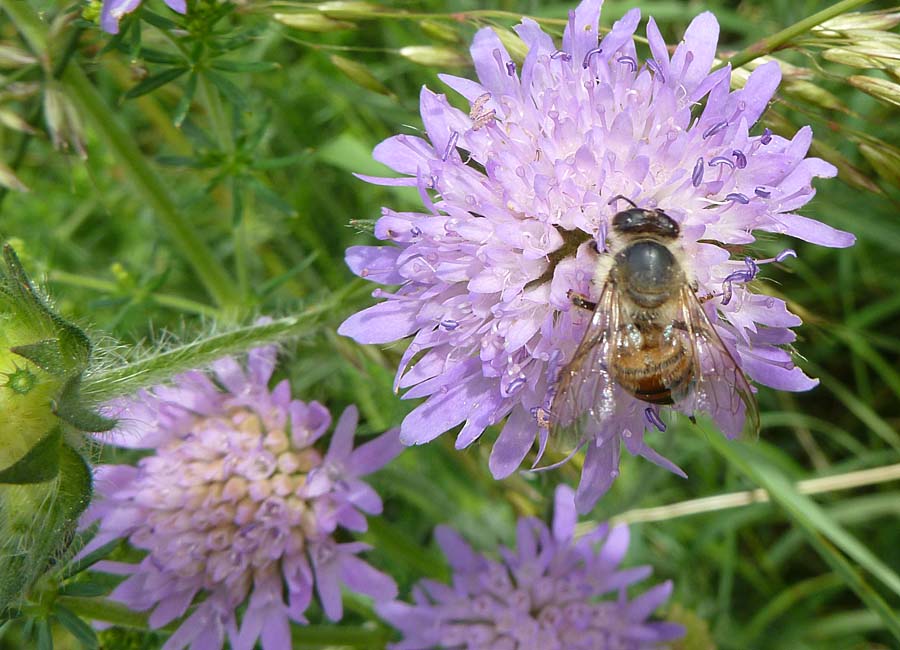 Scabiose