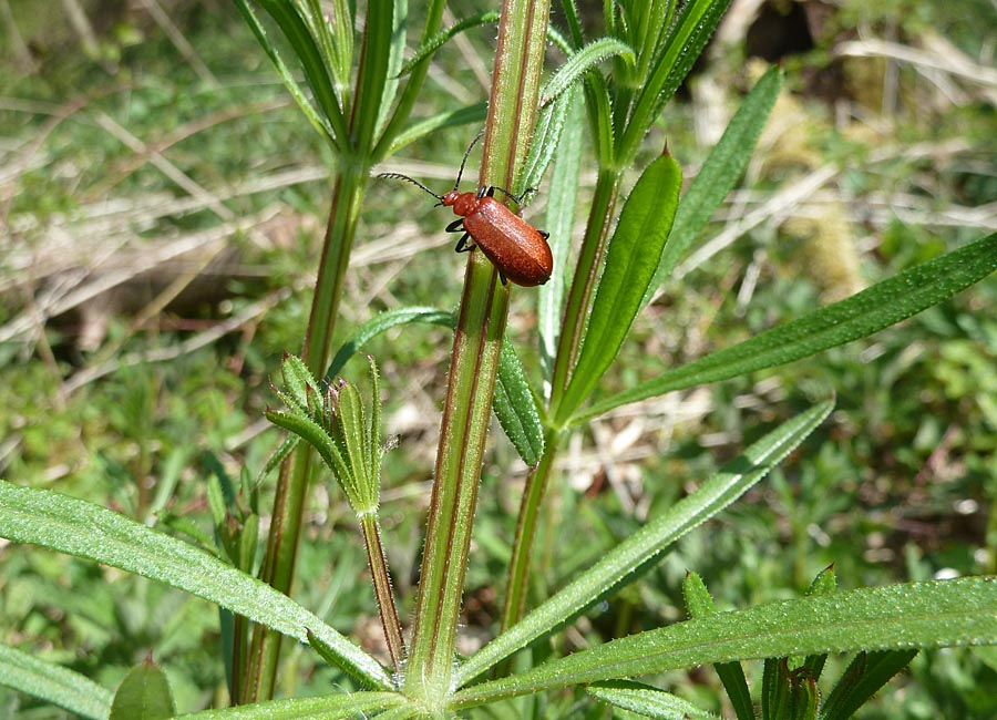 Wiesenlabkraut