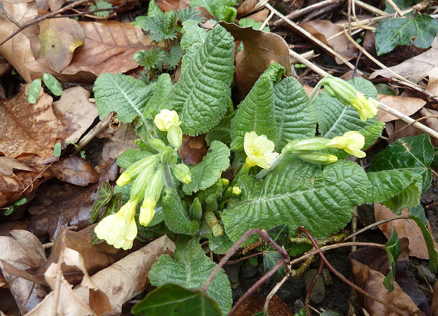 Schlüsselblume