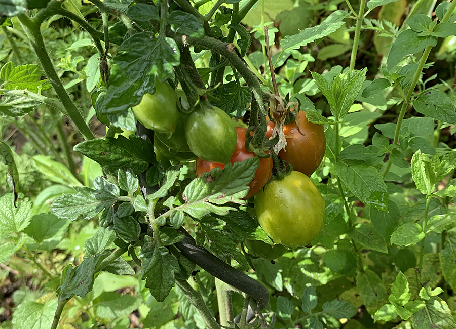 Tomaten