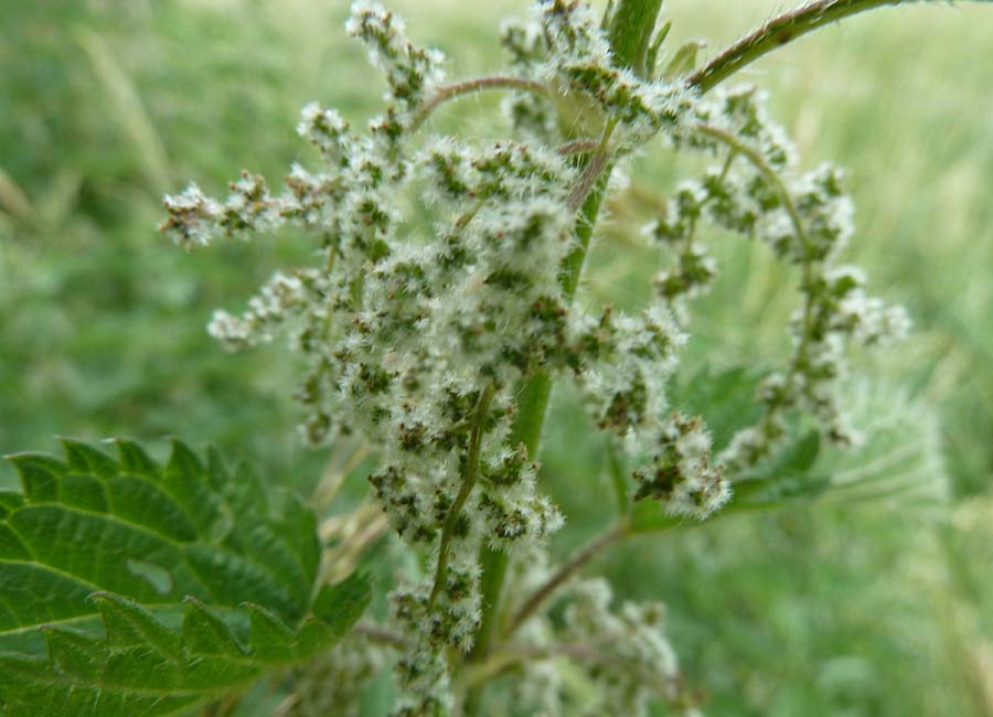 Brennnesselblüten, weiblich