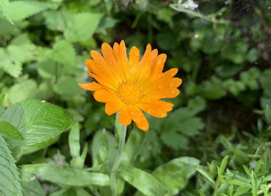 Ringelblume