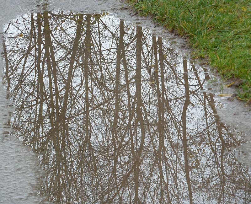 Weg mit Pfützen und Baumspiegelung