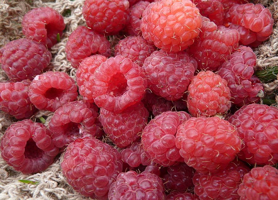 Himbeeren am Bach