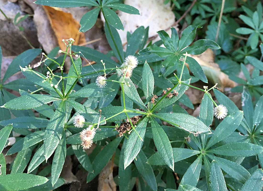 Waldmeister mit Samenständen