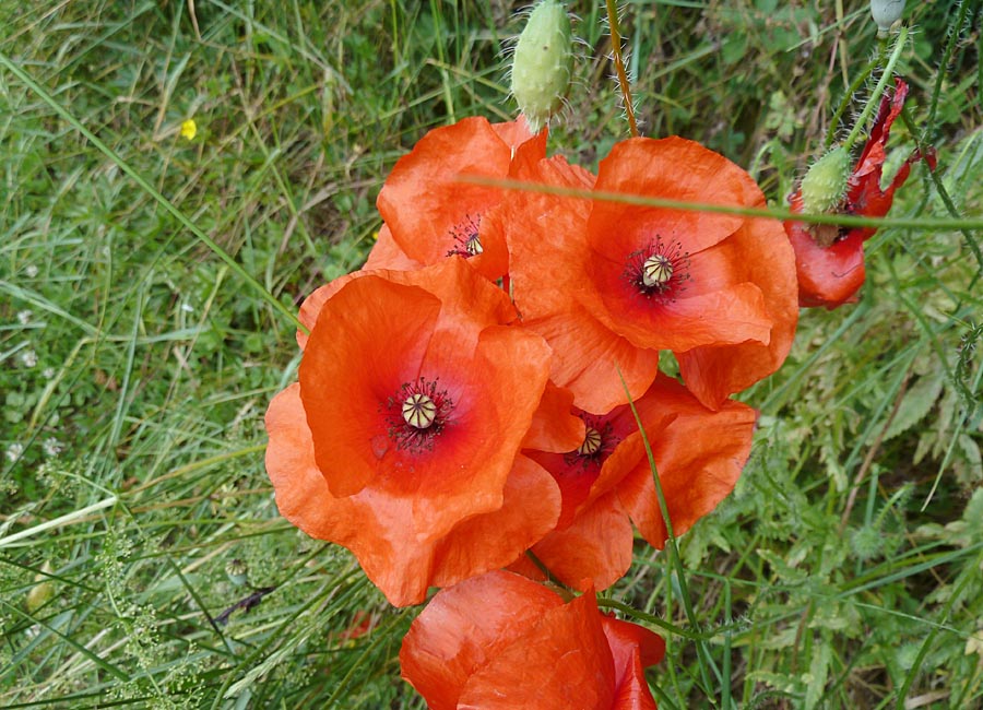 Klatschmohn