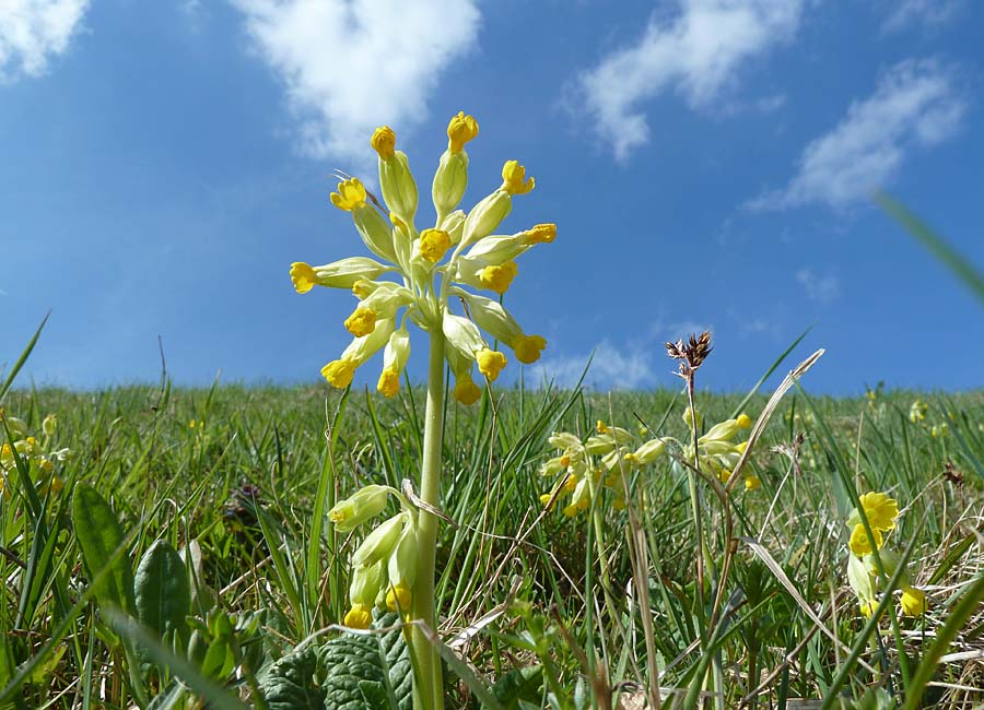 echte Schlüsselblume