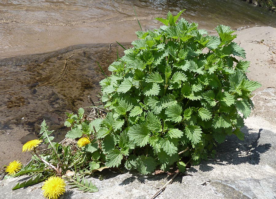 Löwenzahn und Brennnessel