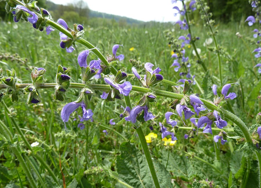 Wiesensalbei