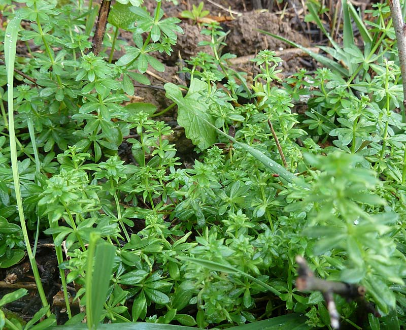 frisches Labkraut