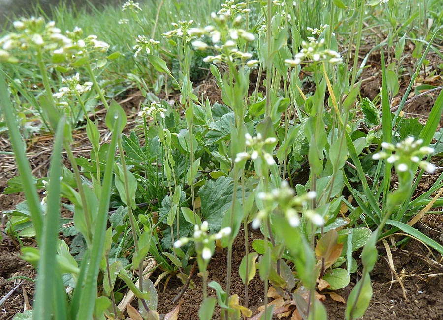 Feldsalat und Ackerhellerkraut