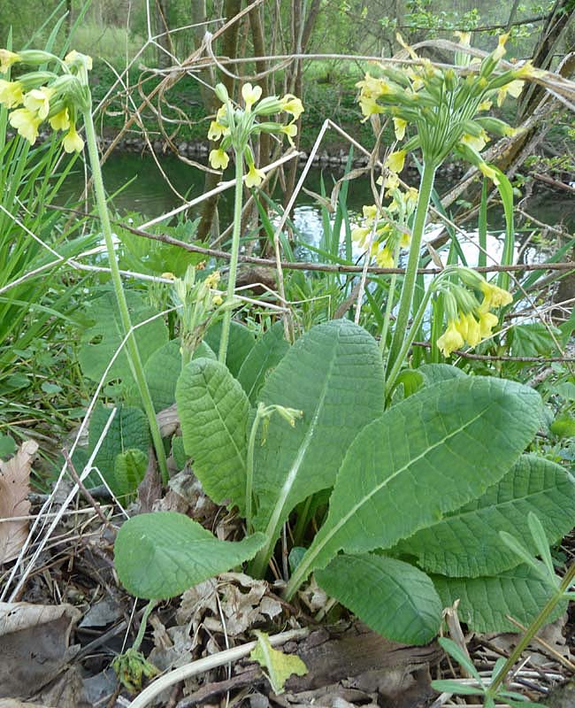 Wald-Schlüsselblume (Primula elatior)