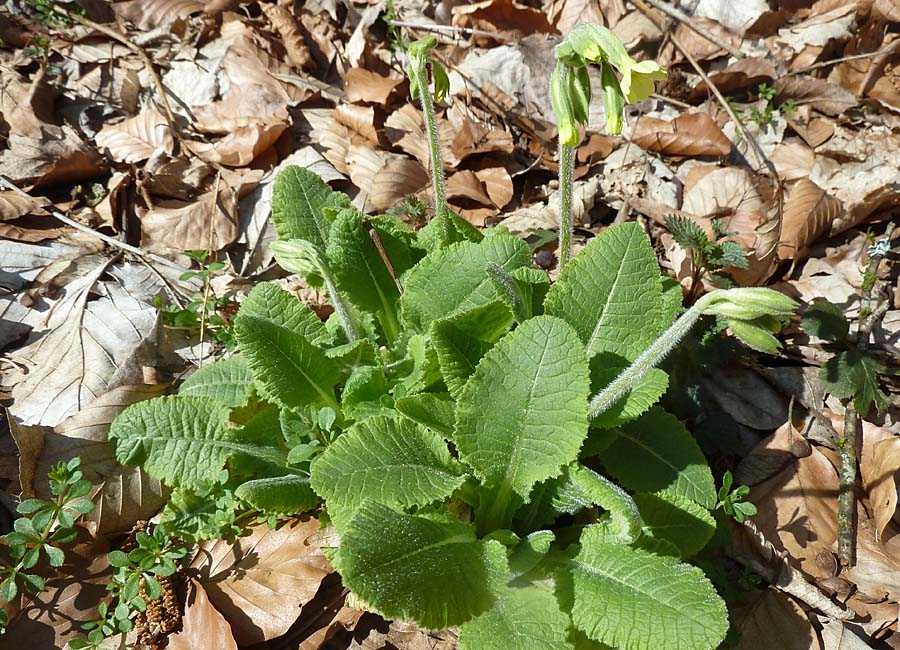 Wald-Schlüsselblume