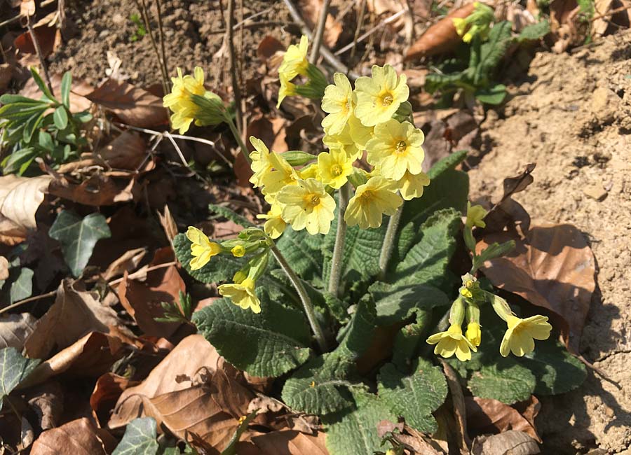 Waldschlüsselblume