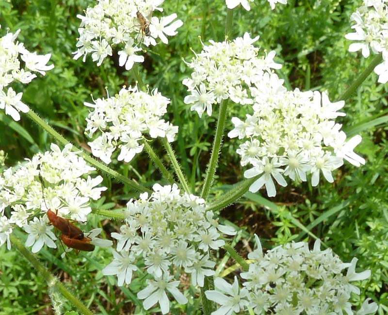 Wiesenbärenklau Blüten