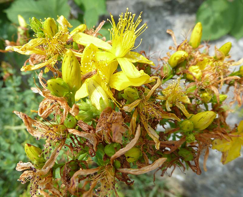 Johanniskraut