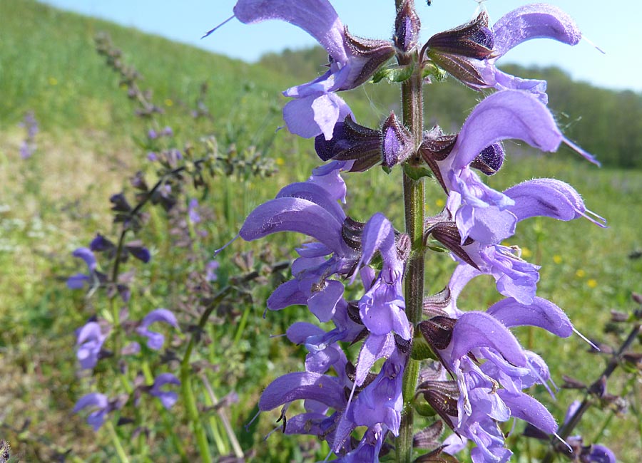 Wiesensalbei