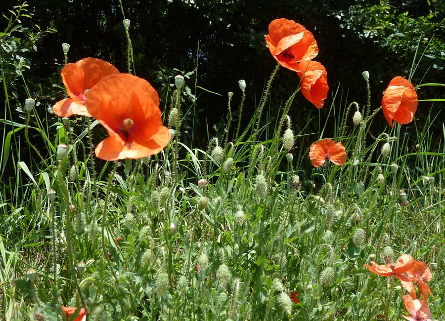 Klatschmohn