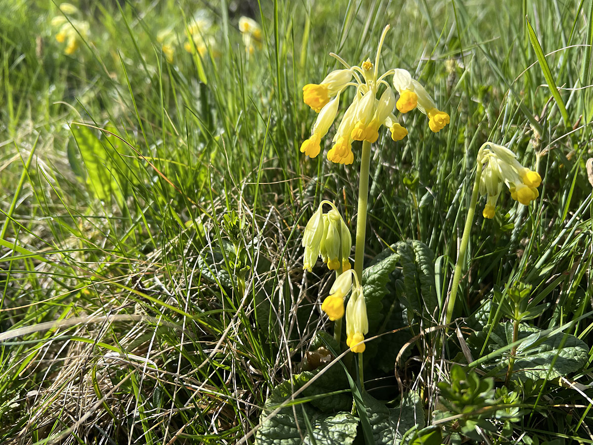 Echte Schlüsselblume