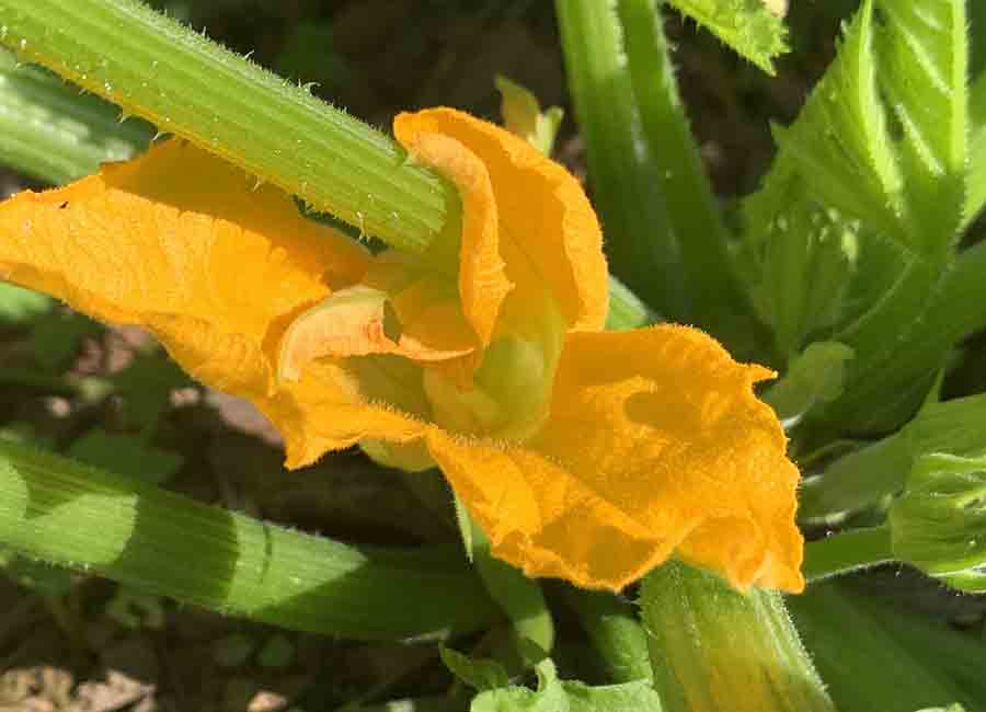 Zucchini