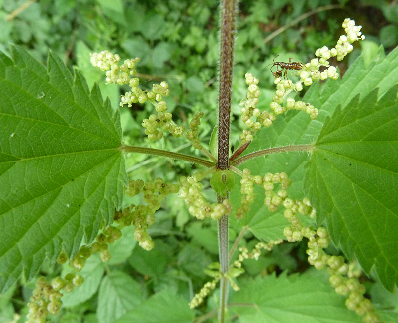 männliche Brennnesslpflanze mit Blütenpollen