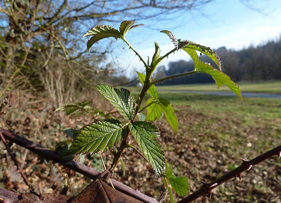 Brombeere