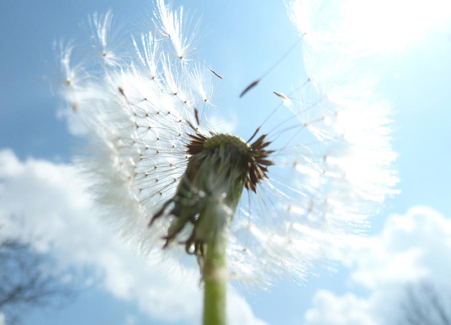 Pusteblume (Löwenzahn)