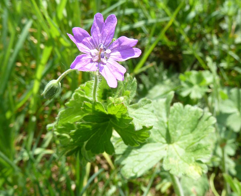 Wiesenstorchenschnabel