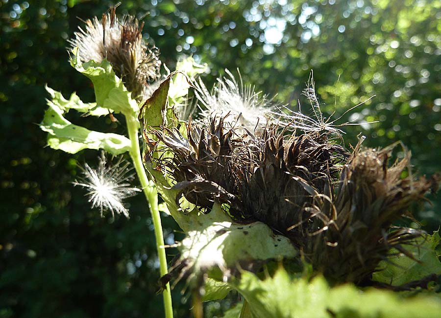 Kohlkratzdistel