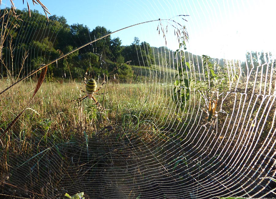 Spinne am Morgen