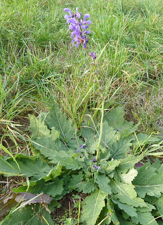 Wiesensalbei