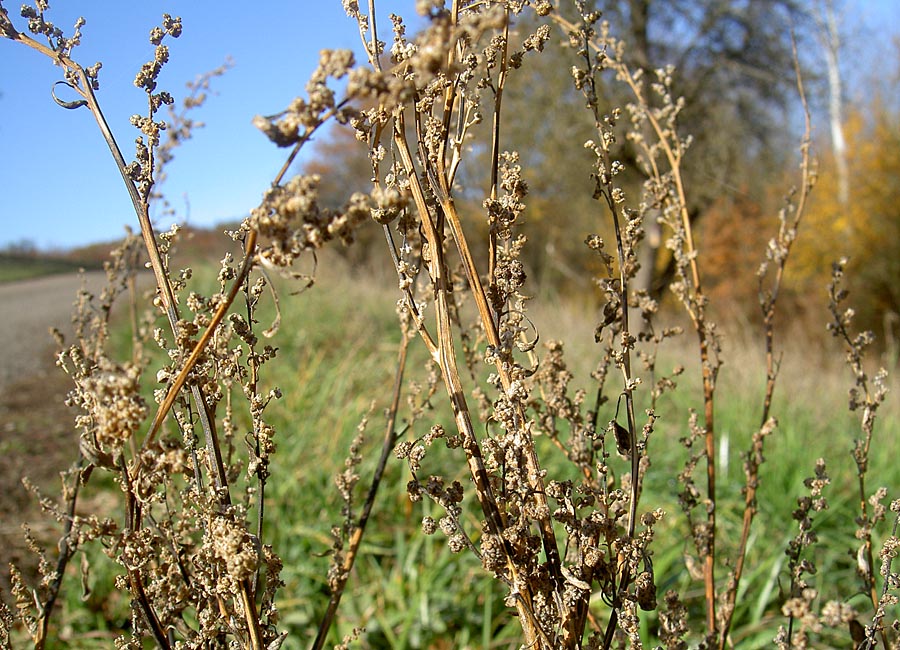 Gänsefuß