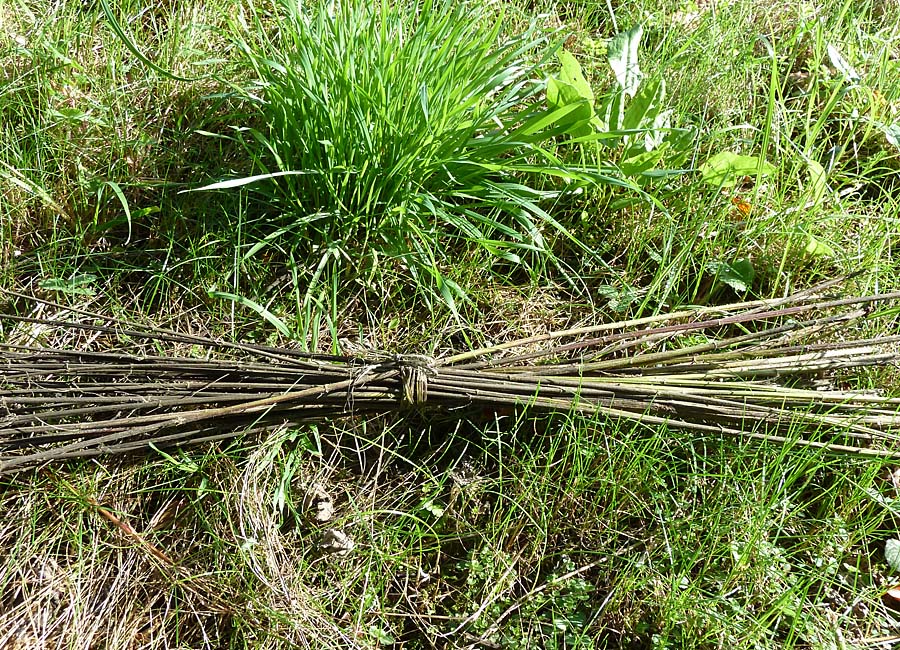 Brennnesselstängel für Kordeln