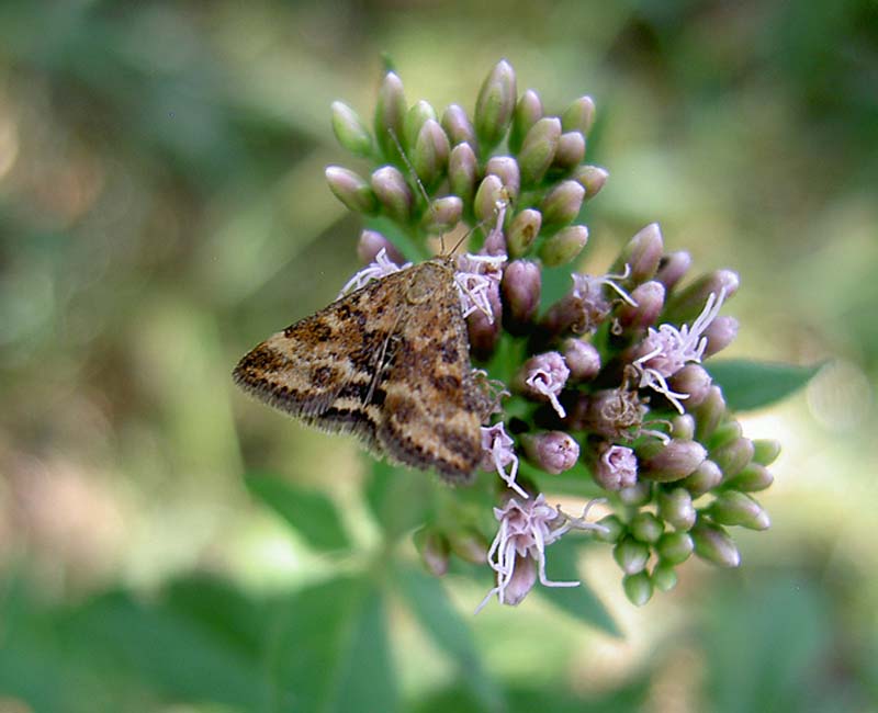 Wasserdost mit Schmetterling