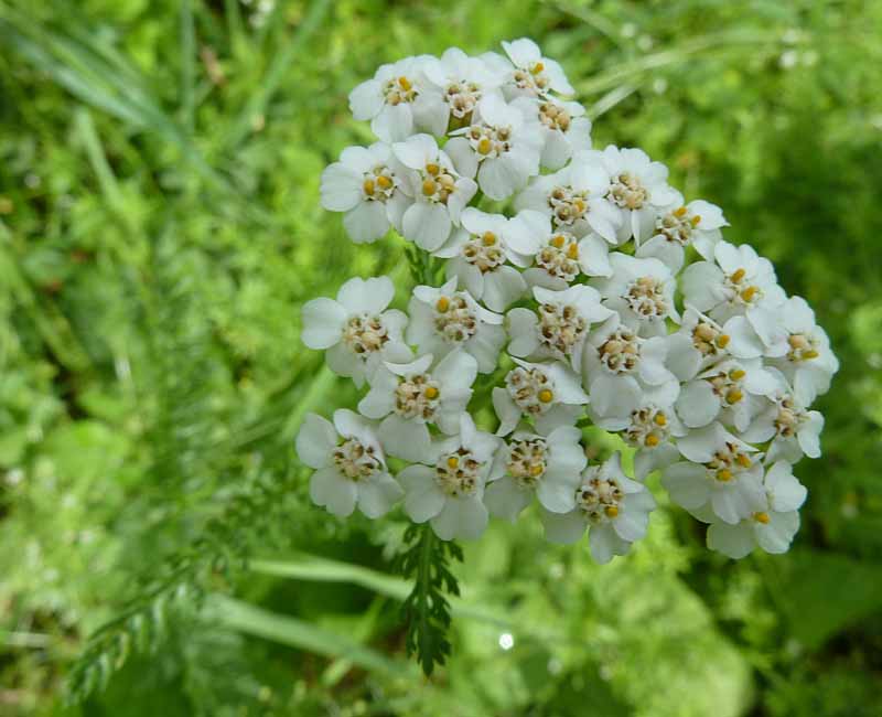 Schafgarbe Blüte