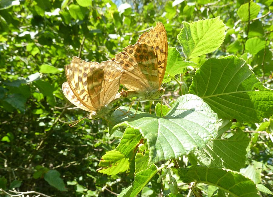 Schmetterlingspärchen