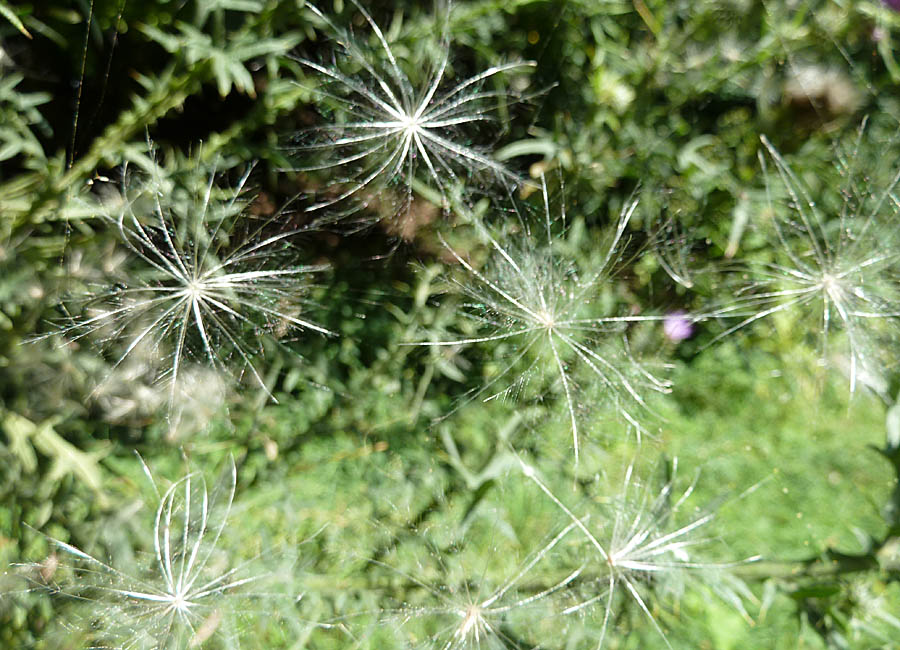 Samen im Spinnennetz