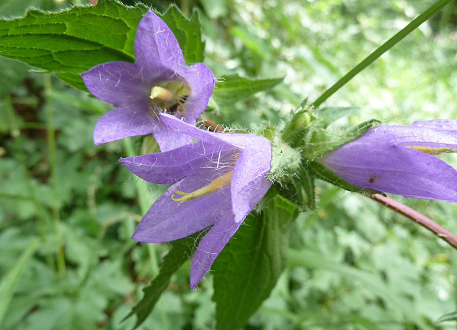 Nesselblättrige Glockenblume