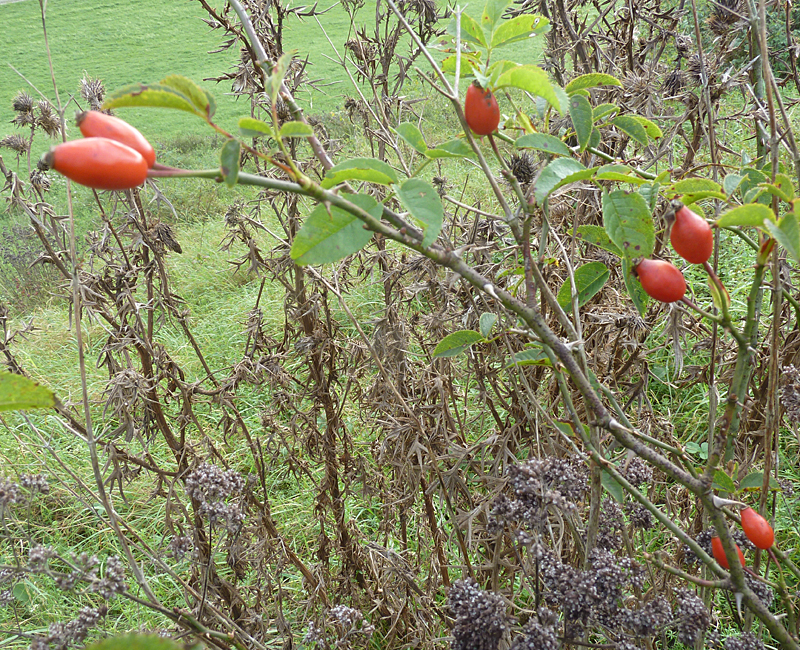 Hagebutte, Dost und Disteln