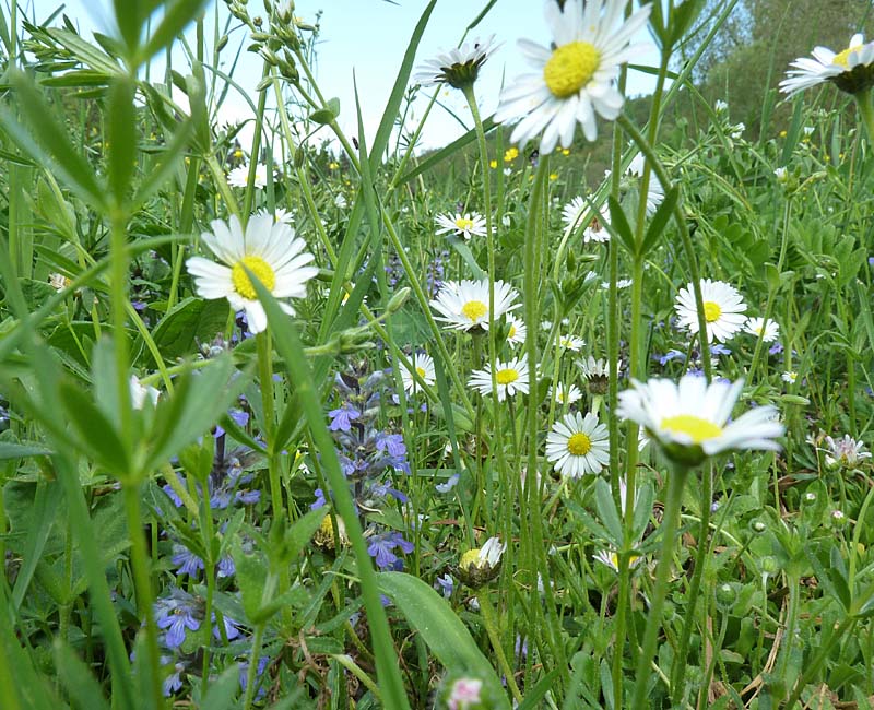 Blütenwiese: Günsel, Gänseblümchen, Labkraut, Sternmiere