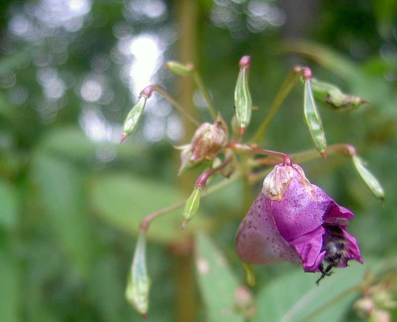 indisches Springkraut mit Biene