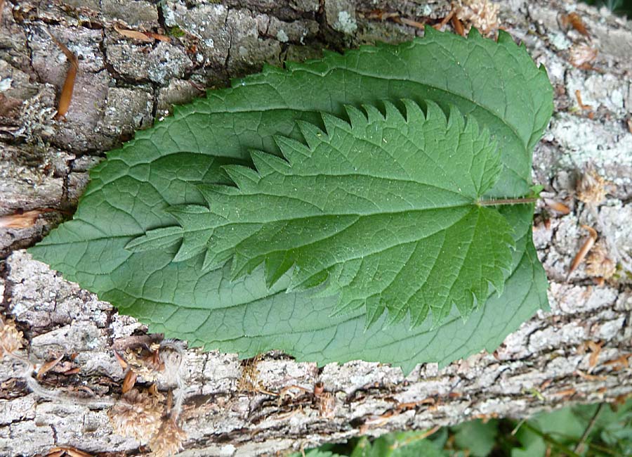 unten Braunwurzblatt, oben Brennnessel