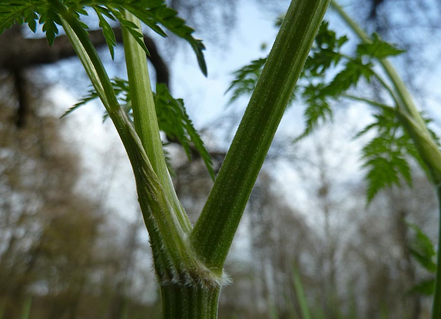 Wiesenkerbel