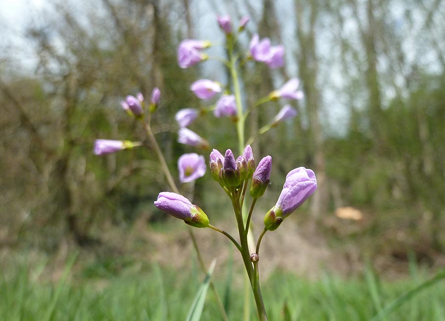 Wiesenschaumkraut