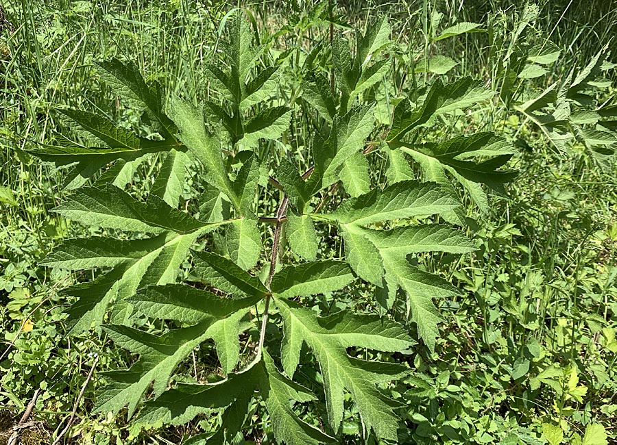 Wiesenbärenklau