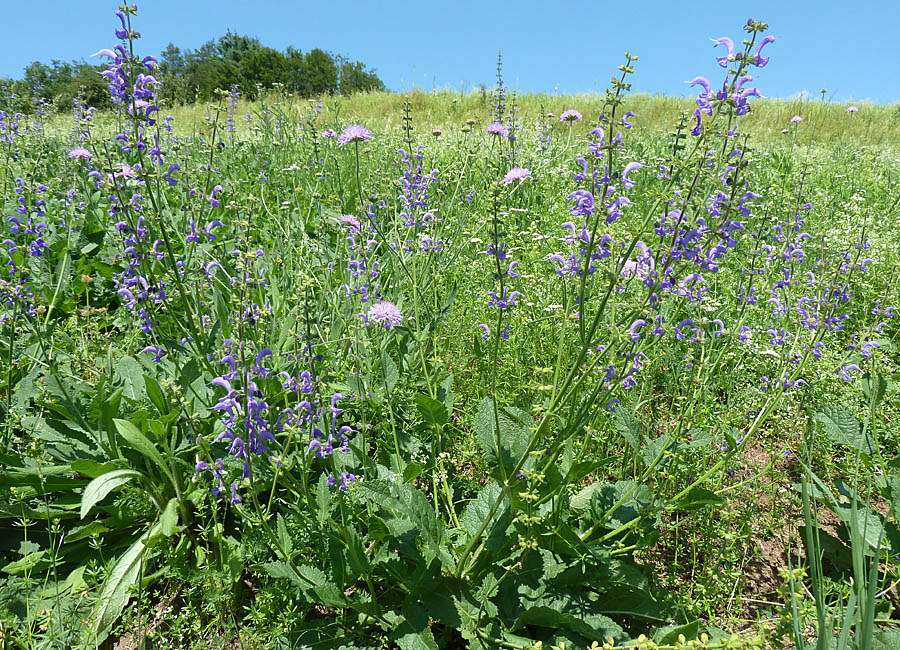 Wiesensalbei