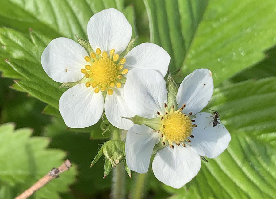 Wilde Erdbeere